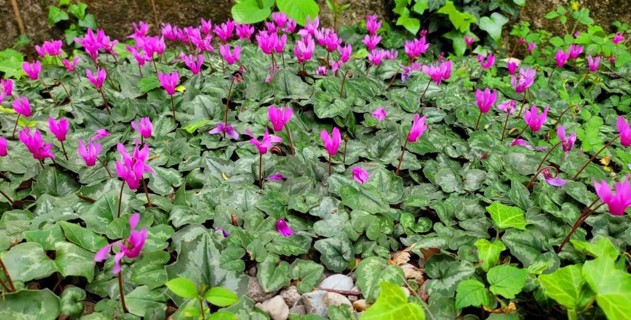 Camping Pilzone Iseo Dış mekan fotoğraf