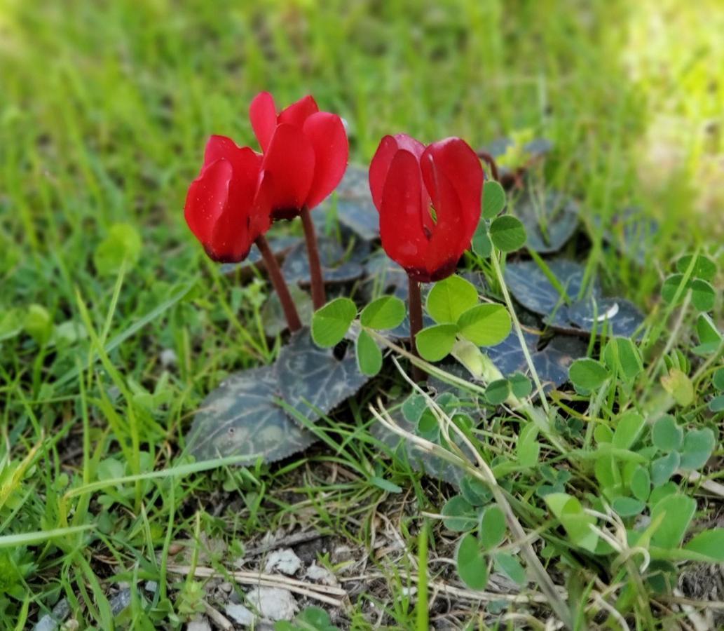 Camping Pilzone Iseo Dış mekan fotoğraf
